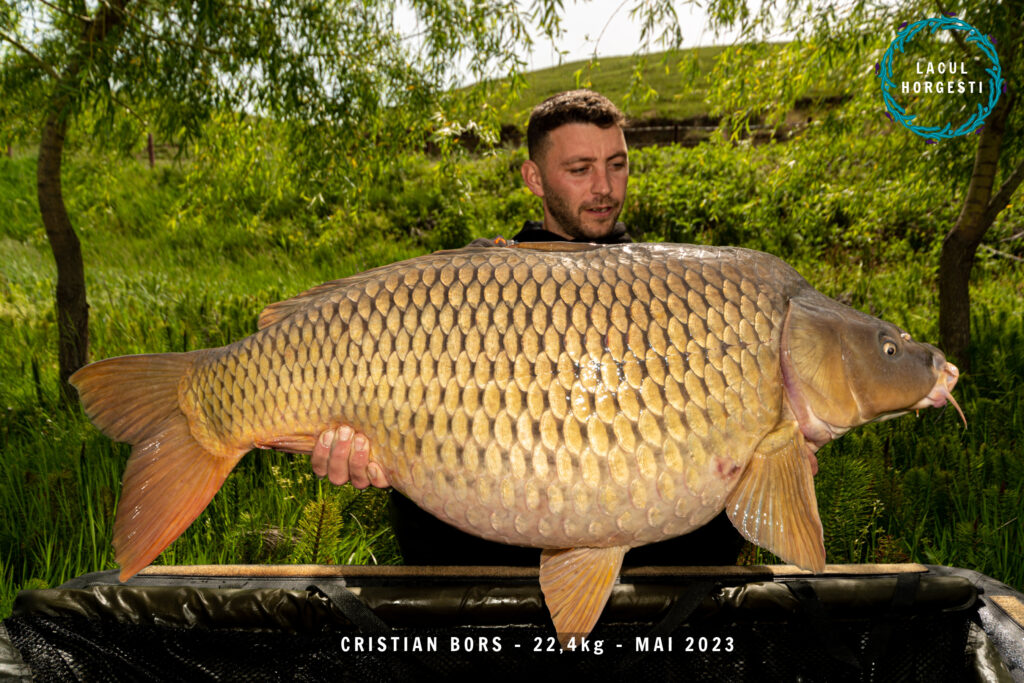 Cristian Bors - 22,4kg