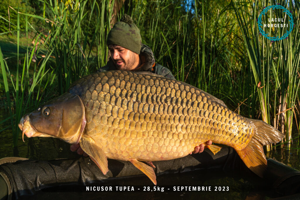 Nicusor Tupea - 28,5kg