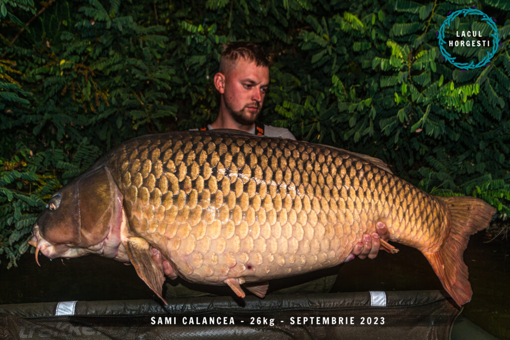 Sami Calancea - 26kg