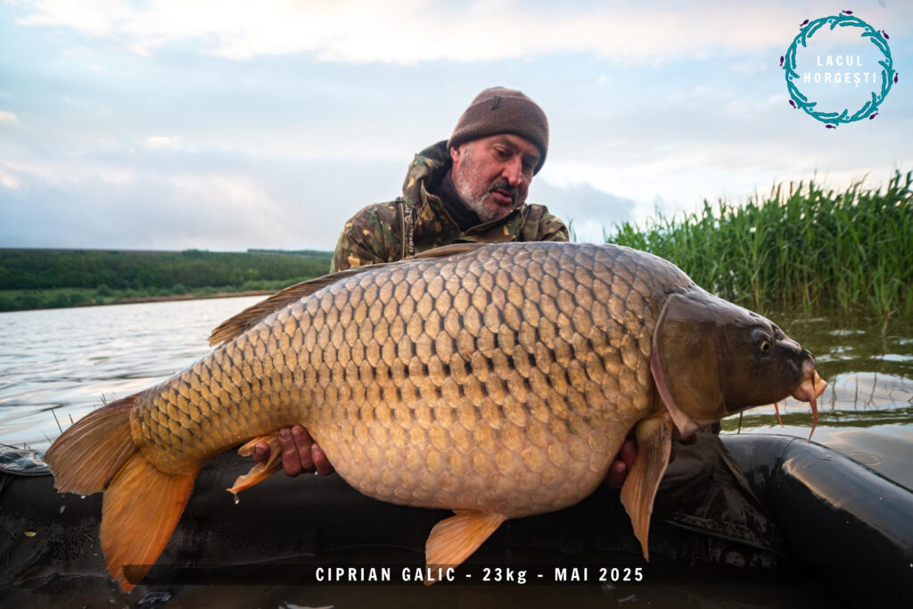 Ciprian Galic - 23kg